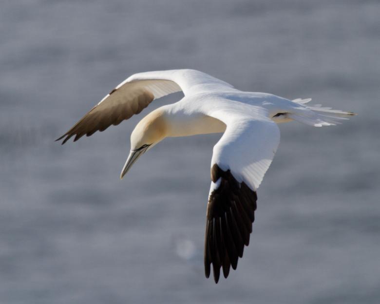 Free stock image of Gannet created by Geoffrey Whiteway