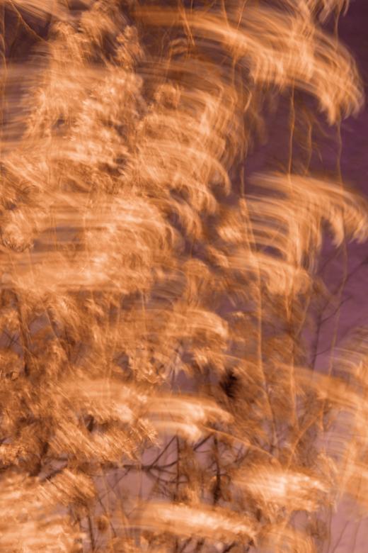 Free stock image of Cherry Blossom Wind Streaks created by Nicolas Raymond