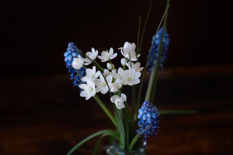 Free stock image of Hyacinth created by Pixabay