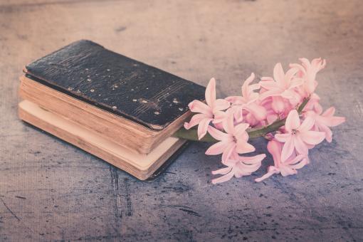Free Stock Photo of Pink Flowers
