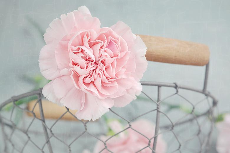 Free stock image of Carnation created by Pixabay