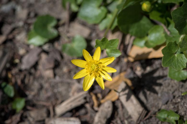 Free stock image of Blooming created by Pixabay
