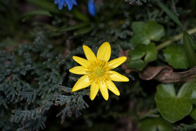 Free stock image of Celandine created by Pixabay