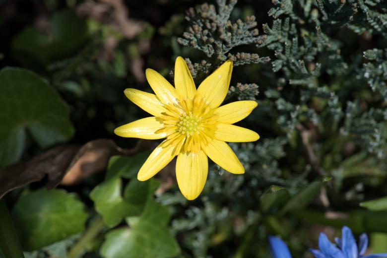 Free stock image of Celandine created by Pixabay