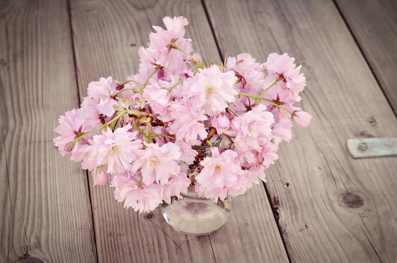 Free stock image of Cherry Blossoms created by Pixabay