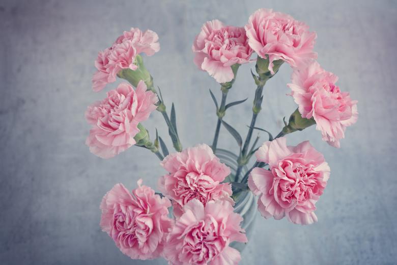 Free stock image of Pink Flowers created by Pixabay