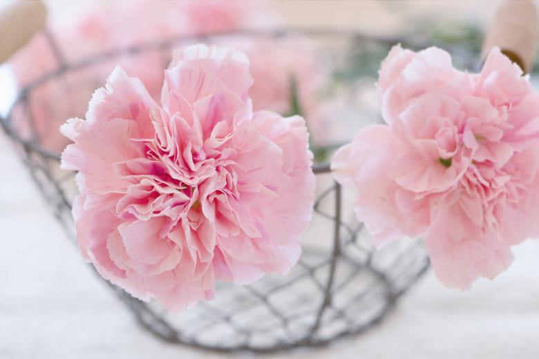 Free stock image of Flowers created by Pixabay