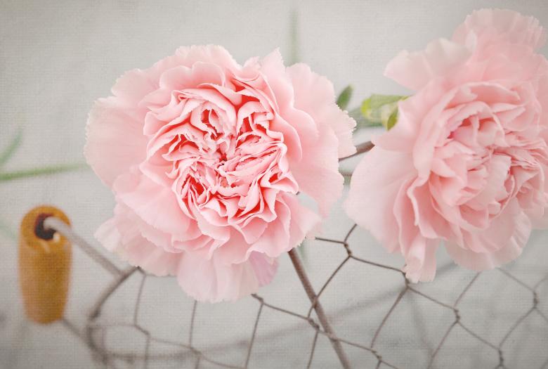 Free stock image of Pink Flowers created by Pixabay