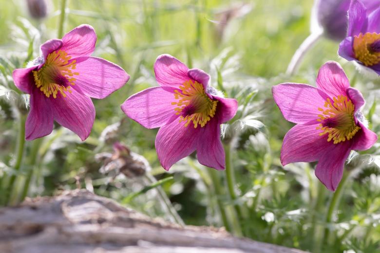 Free stock image of Pasque Flower created by Pixabay