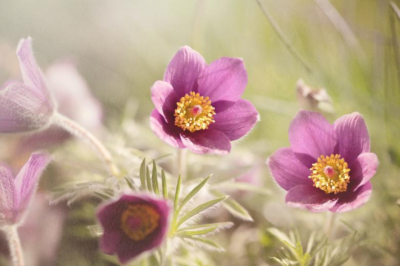 Free stock image of Fragrance created by Pixabay