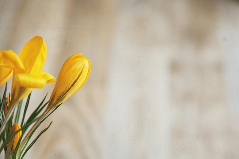 Free stock image of Crocus created by Pixabay