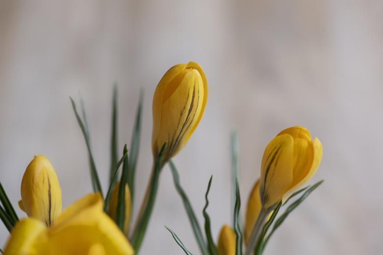 Free stock image of Fresh created by Pixabay
