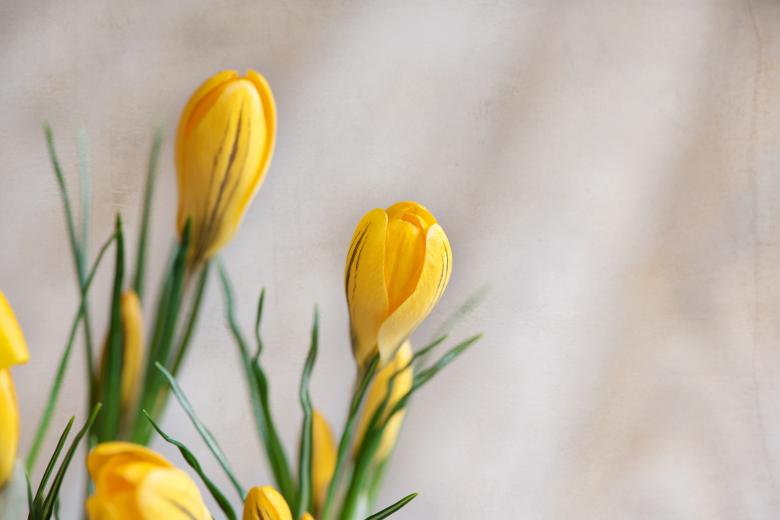 Free stock image of Crocus created by Pixabay
