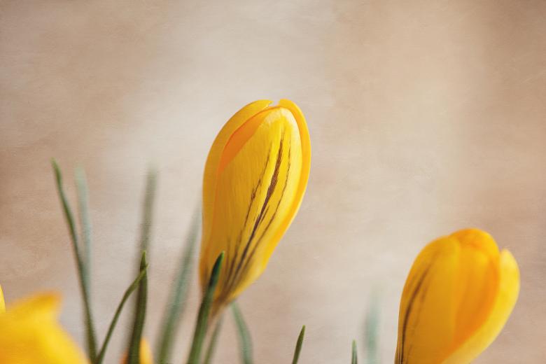 Free stock image of Flowers created by Pixabay