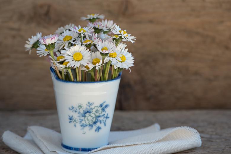 Free stock image of Daisy created by Pixabay