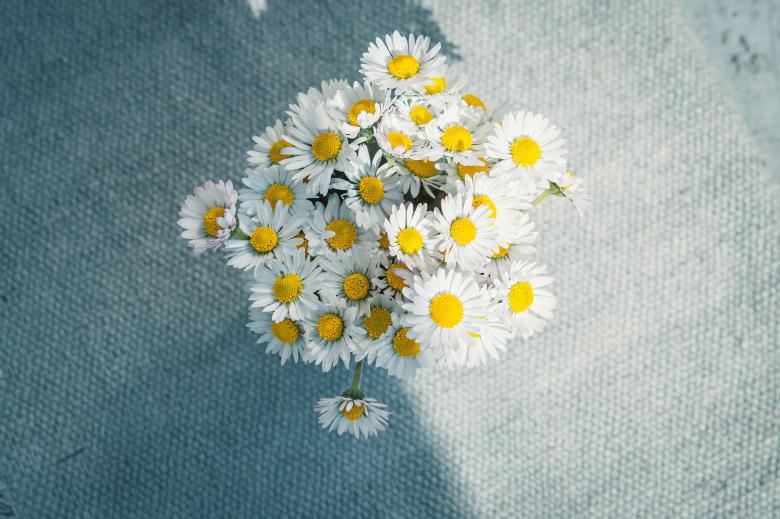 Free stock image of Daisy created by Pixabay