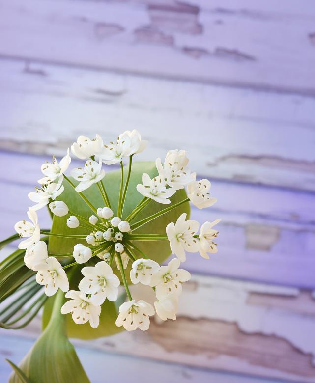 Free stock image of Blooming created by Pixabay