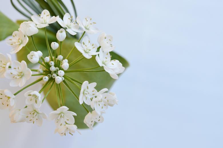 Free stock image of Blooming created by Pixabay