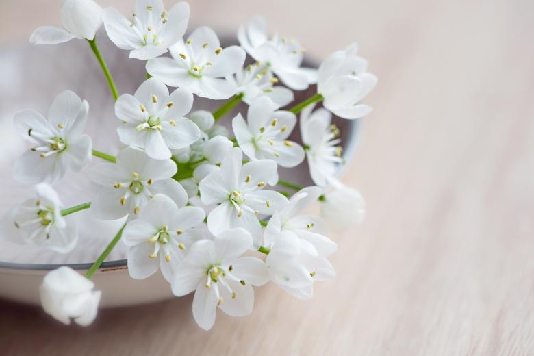 Free stock image of White Flowers created by Pixabay