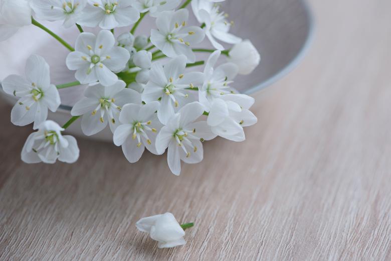 Free stock image of White Flowers created by Pixabay