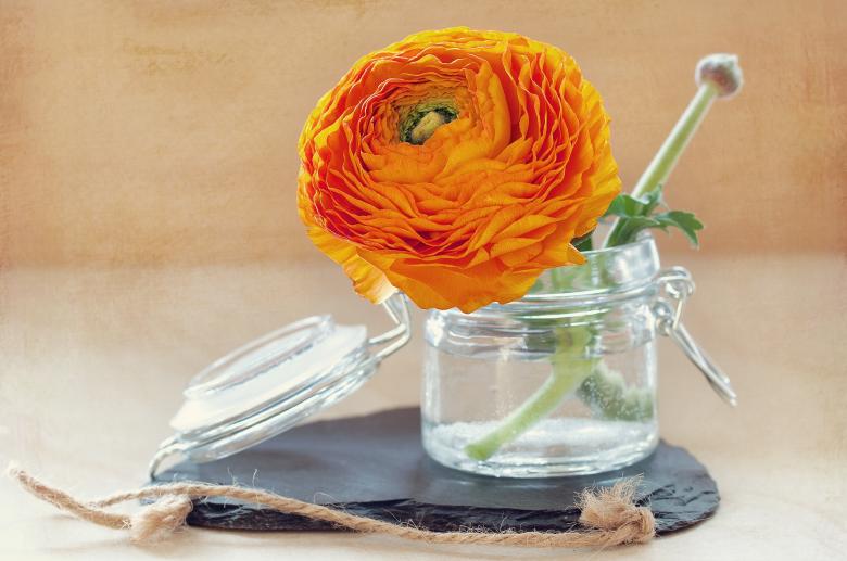 Free stock image of Flower created by Pixabay