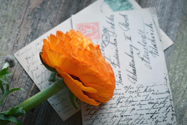 Free stock image of Fresh Flower created by Pixabay