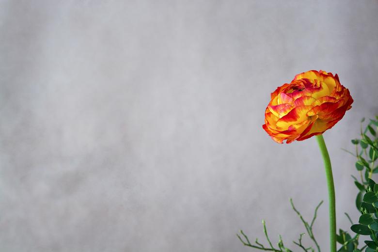 Free stock image of Fresh created by Pixabay