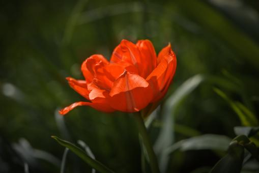 Free Stock Photo of Red Flower