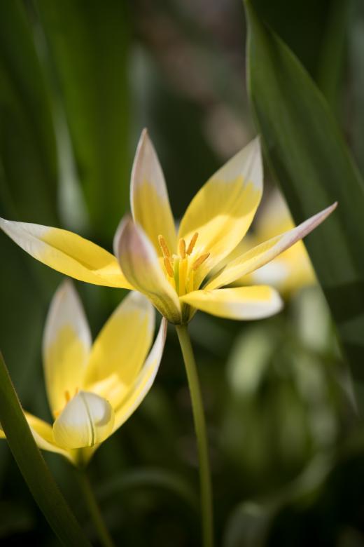Free stock image of Nature created by Pixabay