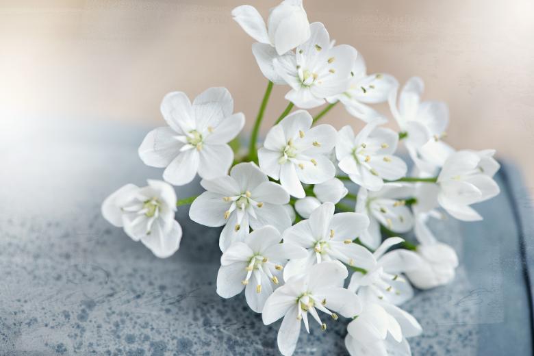 Free stock image of Blooming created by Pixabay