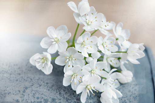 Free Stock Photo of Blooming