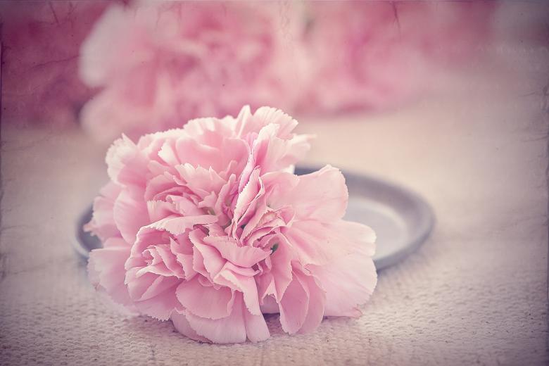 Free stock image of Fragrance created by Pixabay