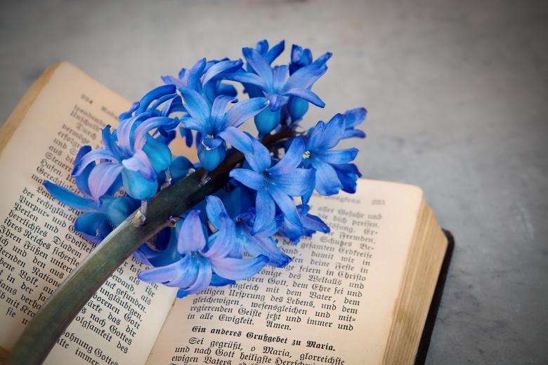 Free stock image of Blooming created by Pixabay
