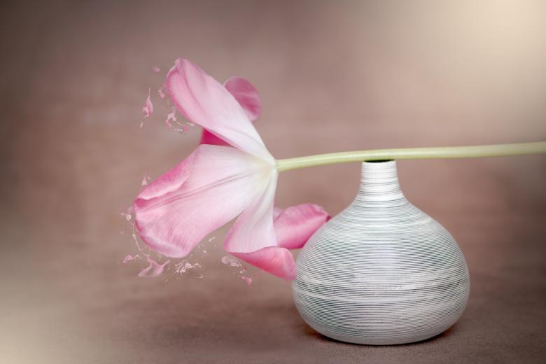 Free stock image of Beautiful Flower created by Pixabay
