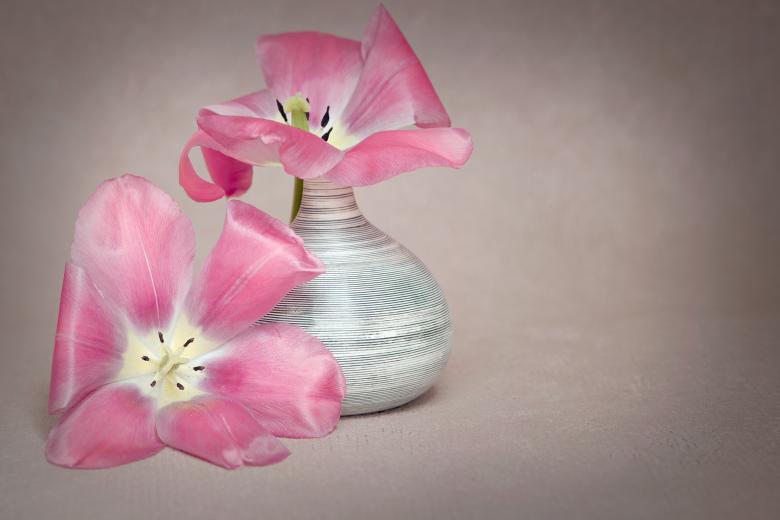 Free stock image of Pink Flowers created by Pixabay
