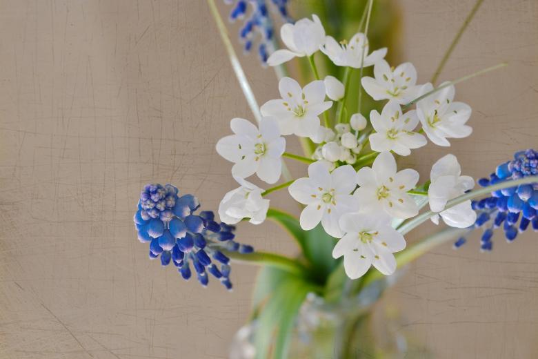 Free stock image of White Flowers created by Pixabay