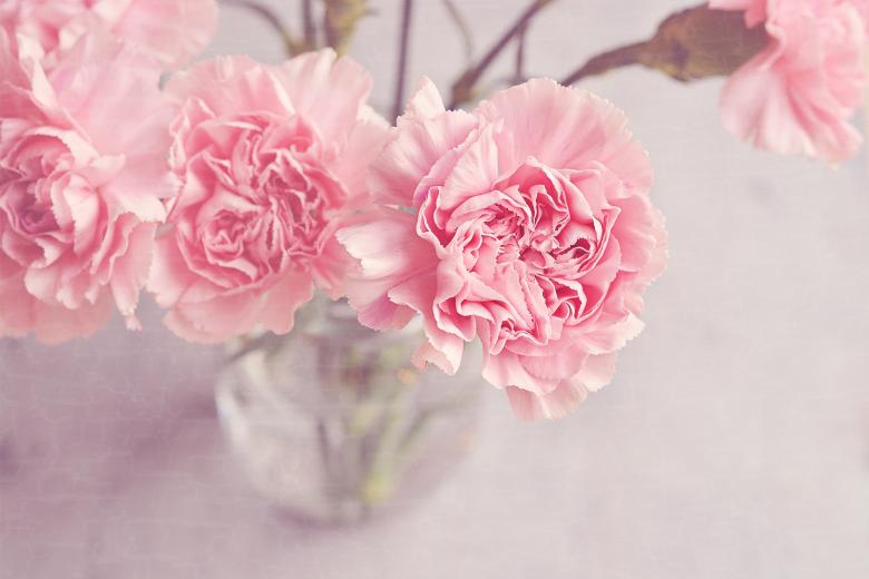 Free stock image of Fresh created by Pixabay