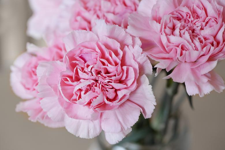 Free stock image of Fresh Flowers created by Pixabay