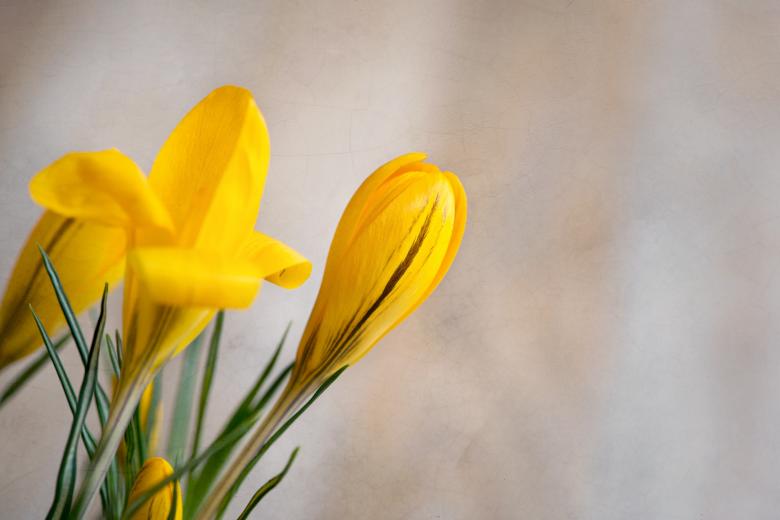 Free stock image of Fragrance created by Pixabay