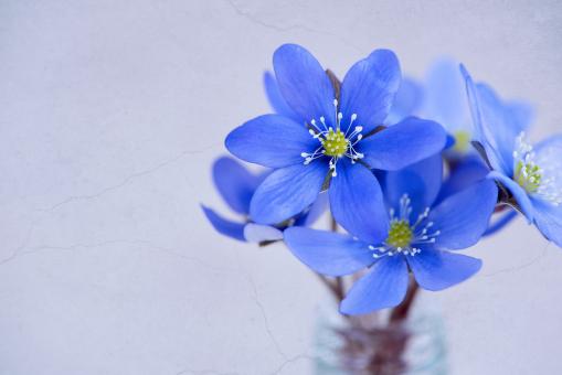 Free Stock Photo of Blue Flowers