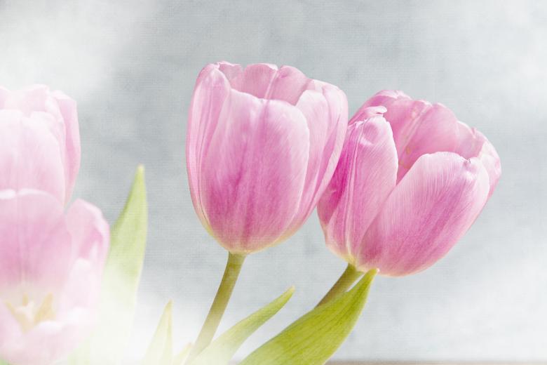 Free stock image of Tulips created by Pixabay