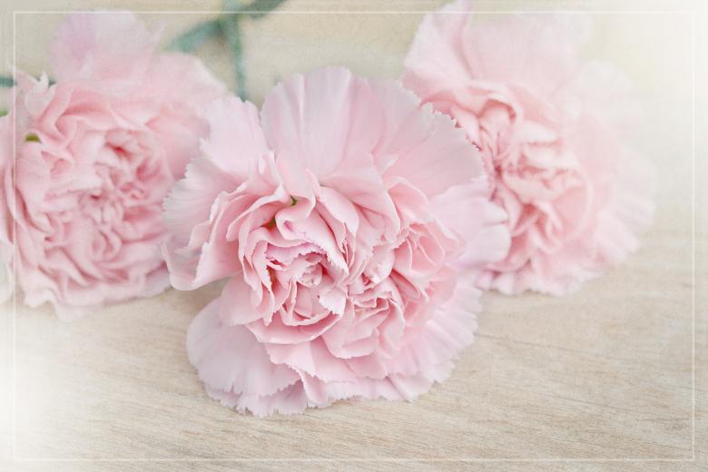 Free stock image of Fresh created by Pixabay
