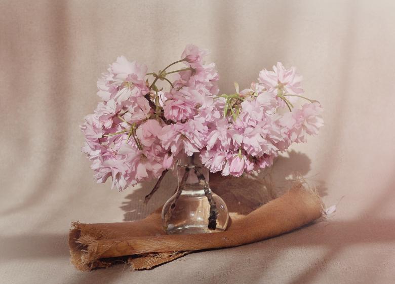 Free stock image of Pink Flowers created by Pixabay
