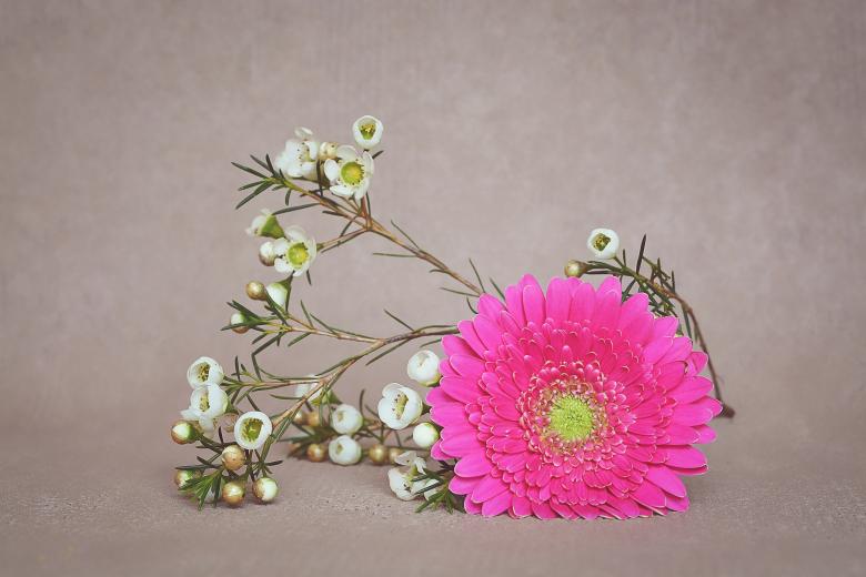 Free stock image of Pink Gerbera created by Pixabay