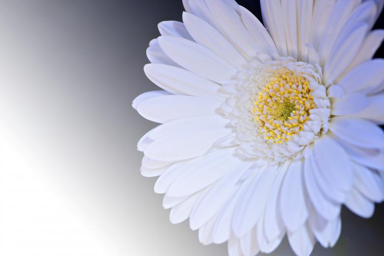 Free stock image of Gerbera created by Pixabay