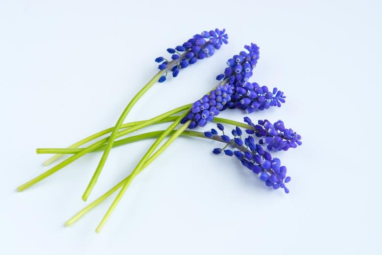 Free stock image of Grape Hyacinth created by Pixabay