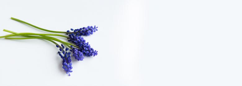 Free stock image of Grape Hyacinth created by Pixabay