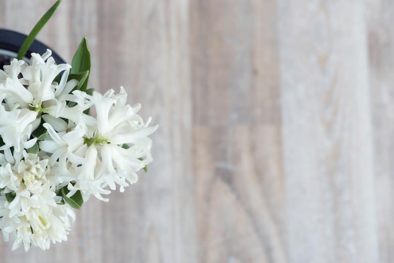 Free stock image of White Flowers created by Pixabay