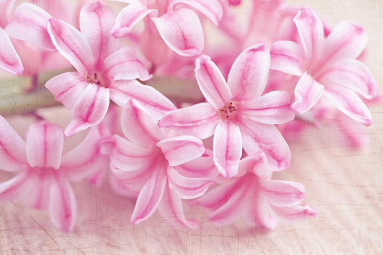 Free stock image of Pink Hyacinth created by Pixabay