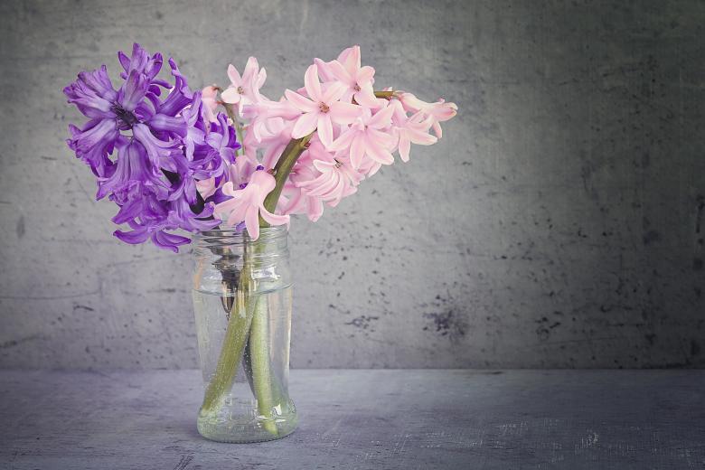 Free stock image of Hyacinth created by Pixabay